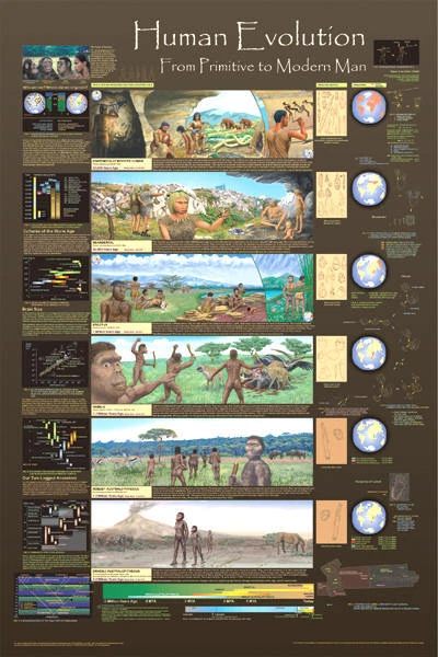 Evolution Of Man Chart