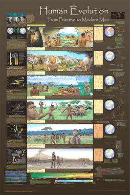 Human Evolution Educational chart poster poster Print 24x36 FREE SHIPPING