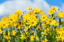 10 tubers Jerusalem Artichoke Organic Tubers - Sunchokes, Sun root, Earth Apple