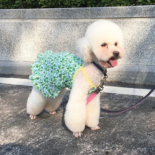 Small Dog Dress Pet Cat Puppy Princess Skirt Sundress Party Apparel Clothes Ḵ - Picture 10 of 21