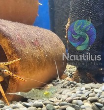 10 Live Freshwater Ghost Shrimp great starter shrimp