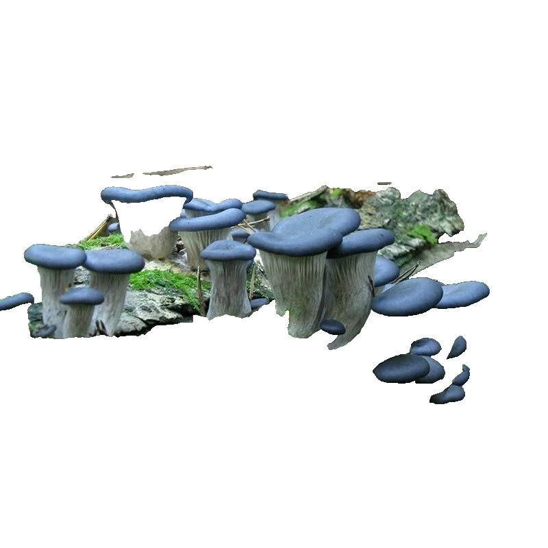 Loam Medium Mushrooms, Spawns & Kits