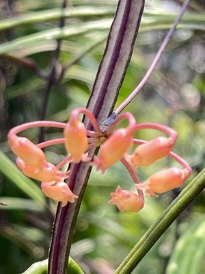 Hoya insularis  15-25 inches well rooted. Rare.