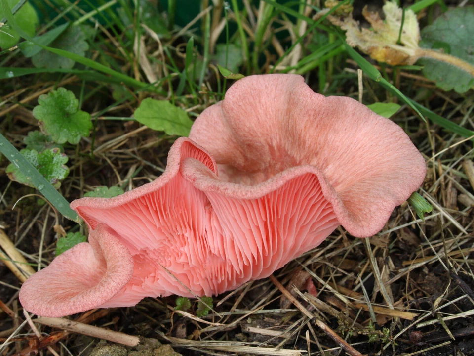Seeds Mushroom Oyster Pink Rare Mycelium Spawn Dried Spores Organic Ukraine - Image 3 of 4