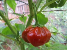 Pepperdew - richly flavored pepper from South Africa