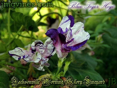 Blue Tiger Hige Ipomoea Purpurea Morning Glory 6 Qty - Picture 6 of 8