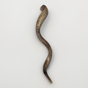 Kudu Horn | eBay