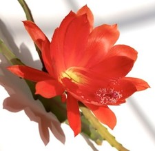 Disocactus speciosus SEEDS - Rare Cactus SEEDS