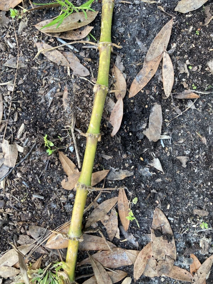 Rizomas Phyllostachys vivax vivos x6 ENVÍO GRATUITO (madera china bambú) Foto 3 de 4