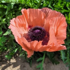 Türkischer Mohn lachsrosa Papaver orientale Samen Saatgut