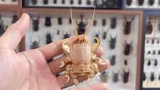 Sea Crab Albunea Symnista specimen taxidermy animal ornament free shipping