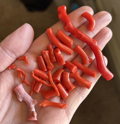 AAA Italian Red Coral 100% Untreated Highest Quality Available 33.8g Lot Luxury