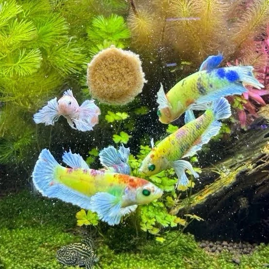 (5) RARE DUMBO NEON GLO BETTA - Image 4 of 4