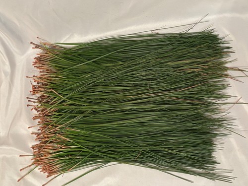 1 Lb. Alabama long leaf pine needles, basket weaving, pine needles, crafts - Picture 2 of 3