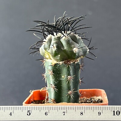8-91. Copiapoa columna-alba, JN 1297, Esmeralda-Pan de Azucar (Grafted)