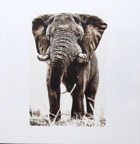 Homage by Graham Springer First Edition 2015 - Picture 6 of 17