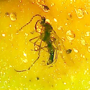 Baltic Amber with 2 Insect Inclusions includes 4x Magnifying Case and COA