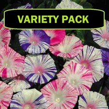 MORNING GLORY Ipomea VARIETY PACK | x12 Large Plug Plants | PRE ORDER | FREE P&P