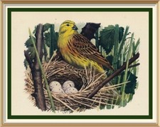 79+y Old Original Lithograph Art Bird Print YELLOW HAMMER by Charles Tunnicliffe