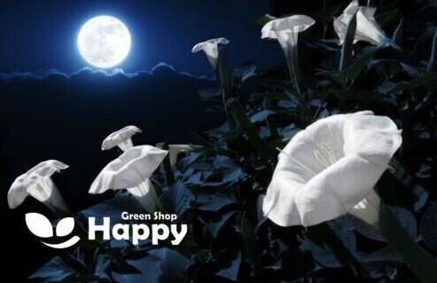 CLIMBING FLOWERS - Vines - Thunbergia Morning Glory Sweet Pea - Flower seeds - Picture 67 of 121