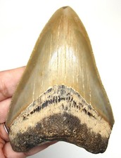 Megalodon Shark Tooth Real Fossil 3.86 Inches Shark Teeth No Restorations