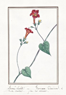 Ipomoea Prunkwinde red morning glory flower Botanik Aquarell watercolor 1830