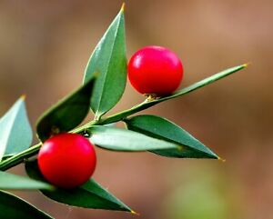 1 PIANTA di RUSCUS ACULEATUS (pungitopo)Butcher's broom sempreverde bacche rosse | eBay