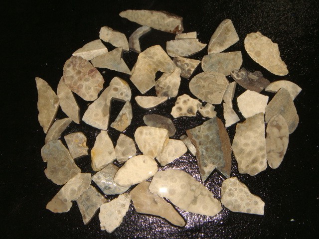 OLD PETOSKEY STONE FOSSIL CORAL SMALL CUT PIECES   1   1/4  POUNDS   MICHIGAN