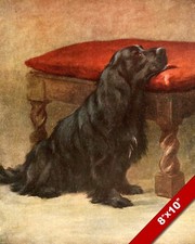 PATIENTLY WAITING ENGLISH COCKER SPANIEL PET DOG ART PAINTING REAL CANVAS PRINT