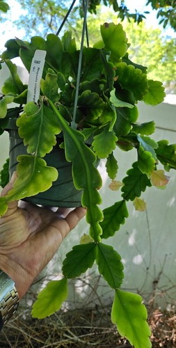 Rhipsalis crispirmarginata-Epiphytic-Yellow Flowers-White Berries-4 leaf segment - Picture 3 of 5