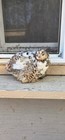 VERY RARE Jumbo PROGRESSIVE PIED.  40++ + Coturnix Quail Hatching Eggs — photo 7