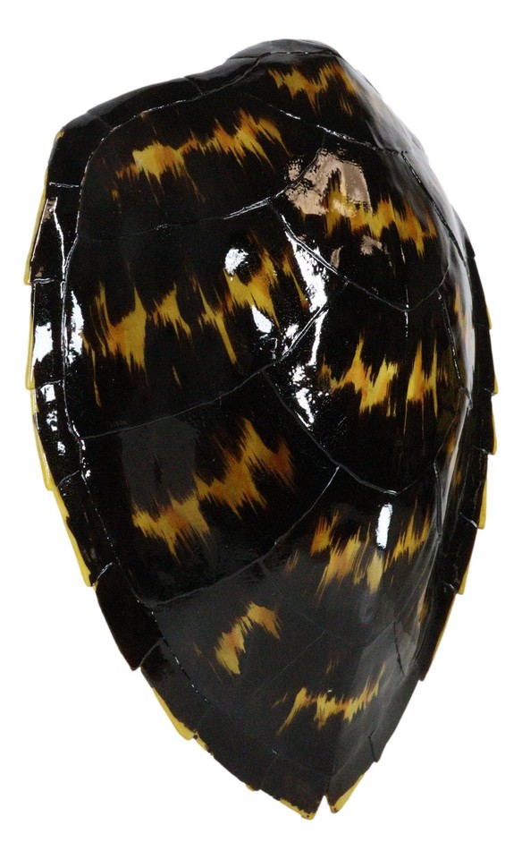 Large Nautical Marine Black Tone Faux Hawksbill Turtle Shell Replica ...