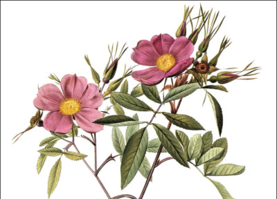 1990 Vintage Print Rose Flower Rosa Hudsoniana Salicifolia Floral Roses