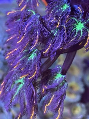 WORLD WIDE CORALS WWC Fireworks Clove Polyp * Live Coral Frag * 8+ Polyps Full Frag