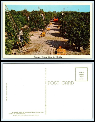 FLORIDA Postcard - Orange Picking M23