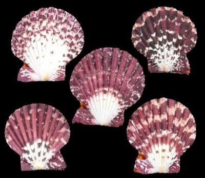 Pectin Pallium Shell Pairs measuring at Least 2''  Sold sets of  5