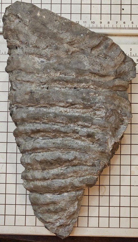 Museum Grade Devonian Glass Sponge Fossil Ceratiodictya cincta NY Hexactinellid