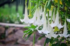 Tropical Seeds -Snow White Angels Trumpet - 10 Rare Seeds- Brugmansia