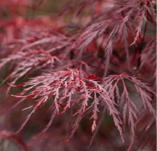 Red Dragon Laceleaf Weeping Japanese Maple Tree - Live Plant - ( 2.5 QT ) - Image 3 of 4