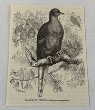 1885 book engraving ~ PASSENGER PIGEON