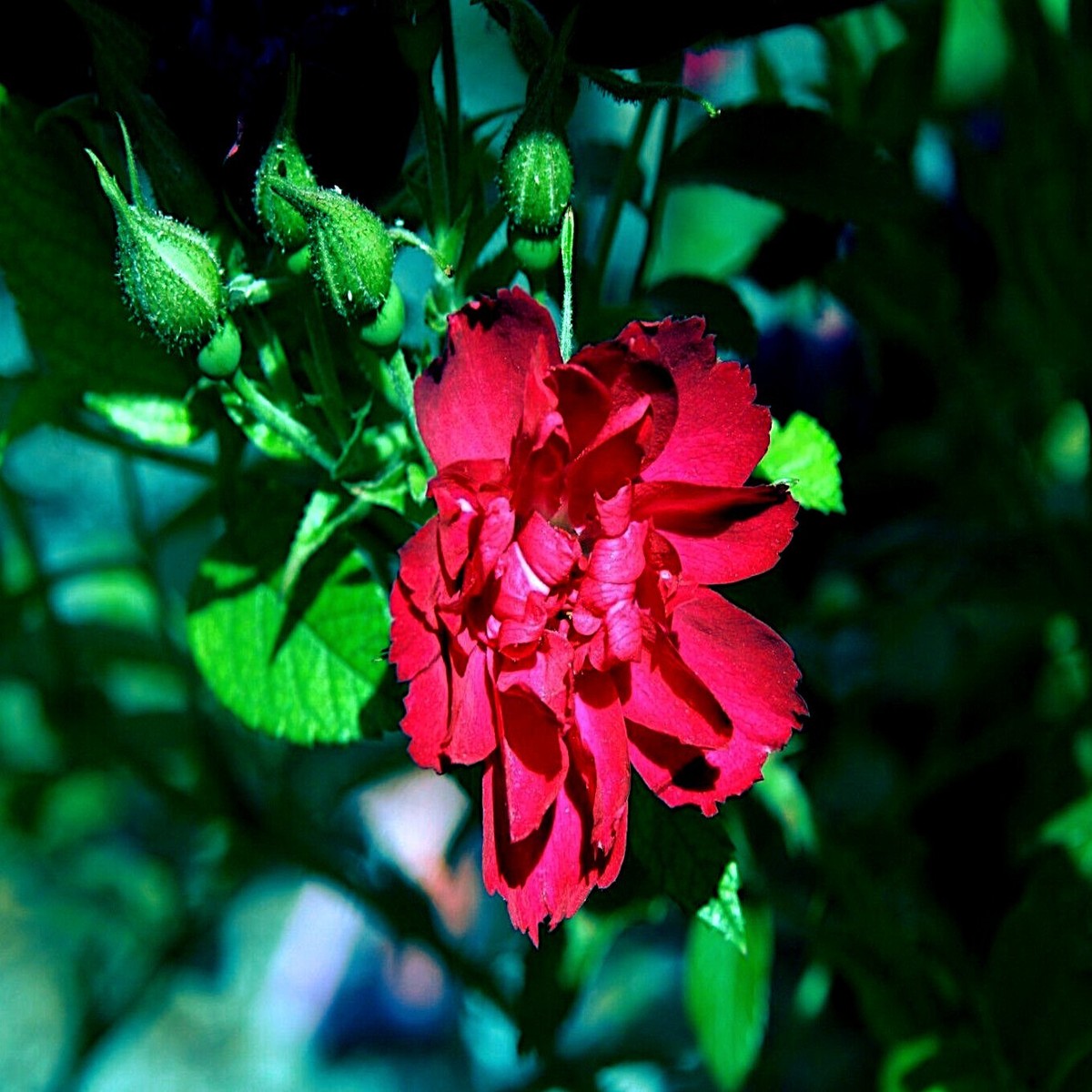JAPANESE RED ROSE BUSH FLOWER SEEDS Rosa Rugosa Rubra Garden Hardy