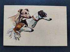 CARTOLINA CANI ANNI 50 - 60 LEVRIERI CANE RAZZA ITALIA CACCIA LEVRIERO ANIMALI