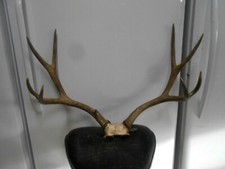 30 2/8 wide 4x4 MULE DEER RACK antlers whitetail sheds taxidermy mount