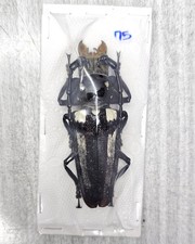 Cerambycidae for collectors| Long Horn beetles