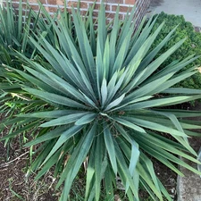 Yucca filimentosa 'Excalibur' COLD HARDY