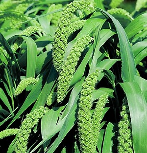 Millet Ornamental Lime Spray 1,000 seeds | eBay