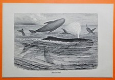 Buckelwal Megaptera novaeangliae Wieloryby Piec Piec Oryginalny drzeworyt 1891