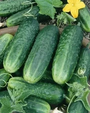 Carolina Cucumber Seeds -- Heirloom -- Organic --- NON GMO --------------- FRESH