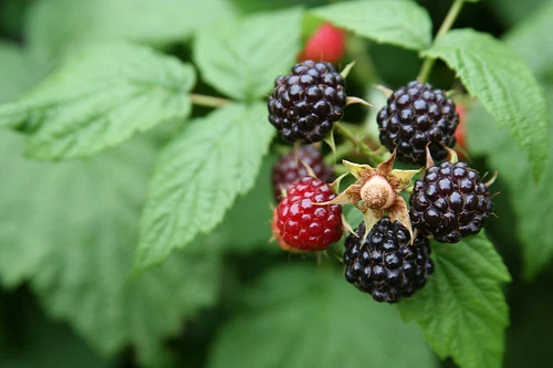 NORTH CAROLINA, Wild Blackberry (thimble berry) UNCULTIVATED 3 plants - Image 4 of 4