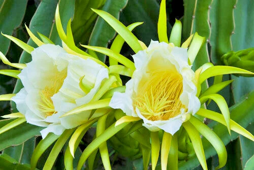 Red-fleshed Dragon Fruit, Hylocereus costaricensis, Pitahaya, Organic, 100 seeds - Picture 3 of 3